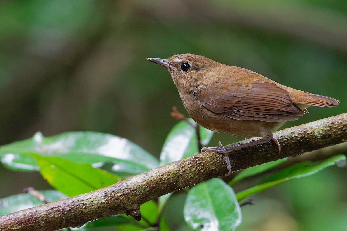 Lesser Shortwing - ML177562411