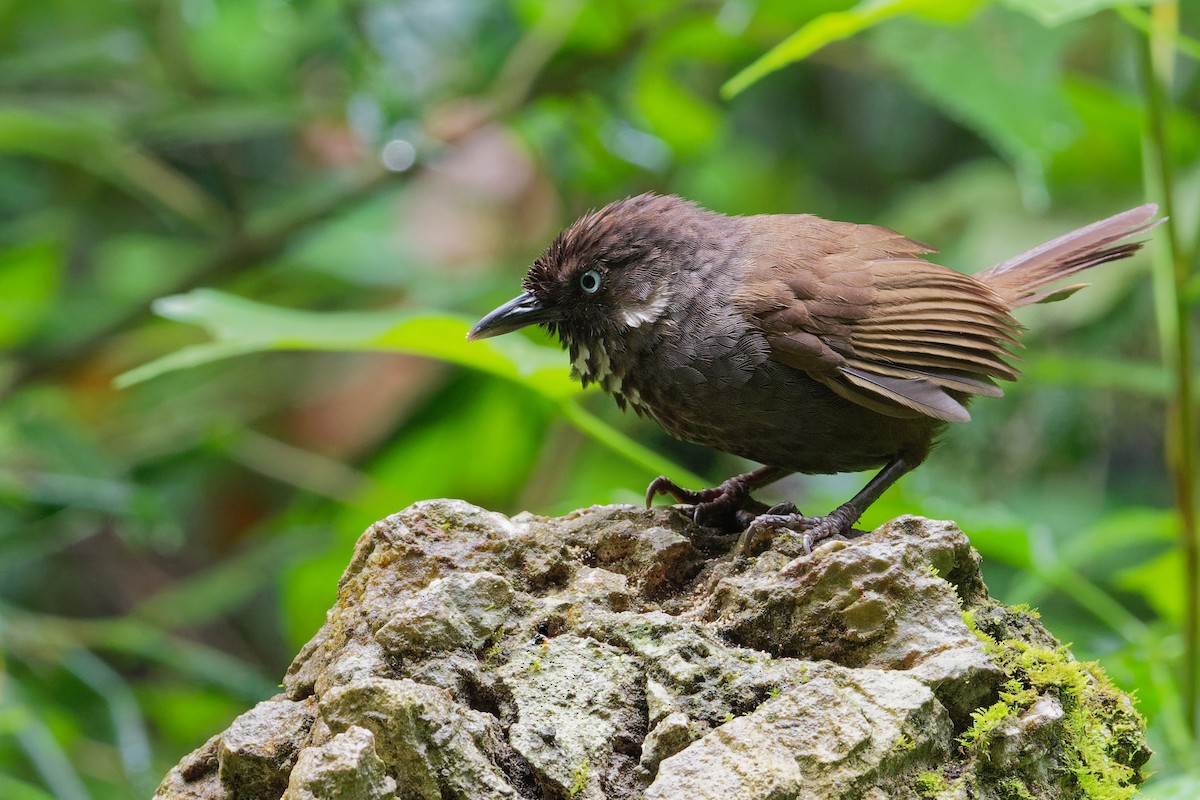 Nonggang Babbler - Vincent Wang