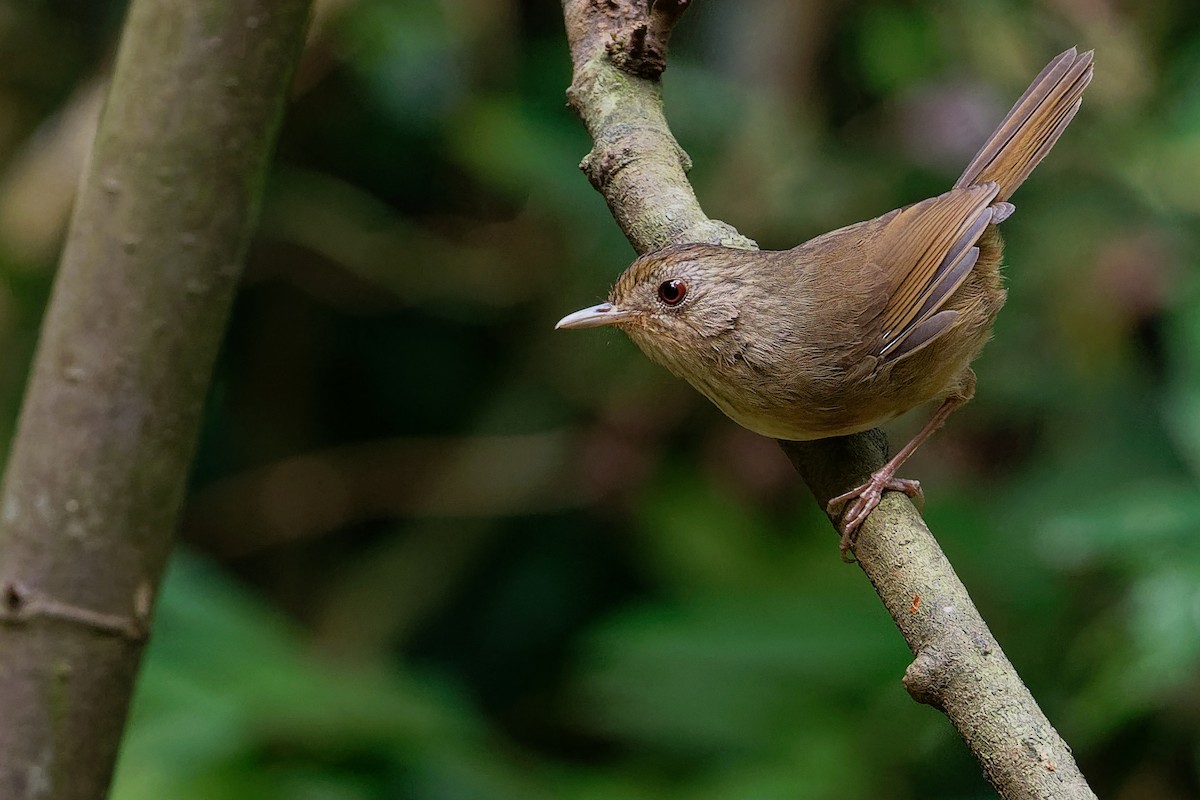 Buff-breasted Babbler - Vincent Wang