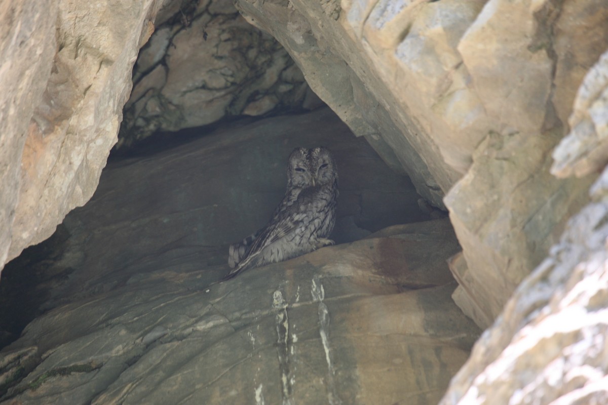 puštík obecný - ML177563211