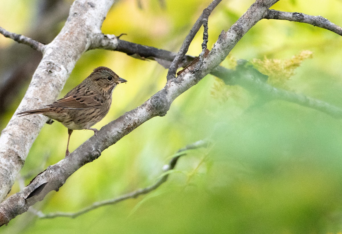 Lincoln's Sparrow - ML177563341