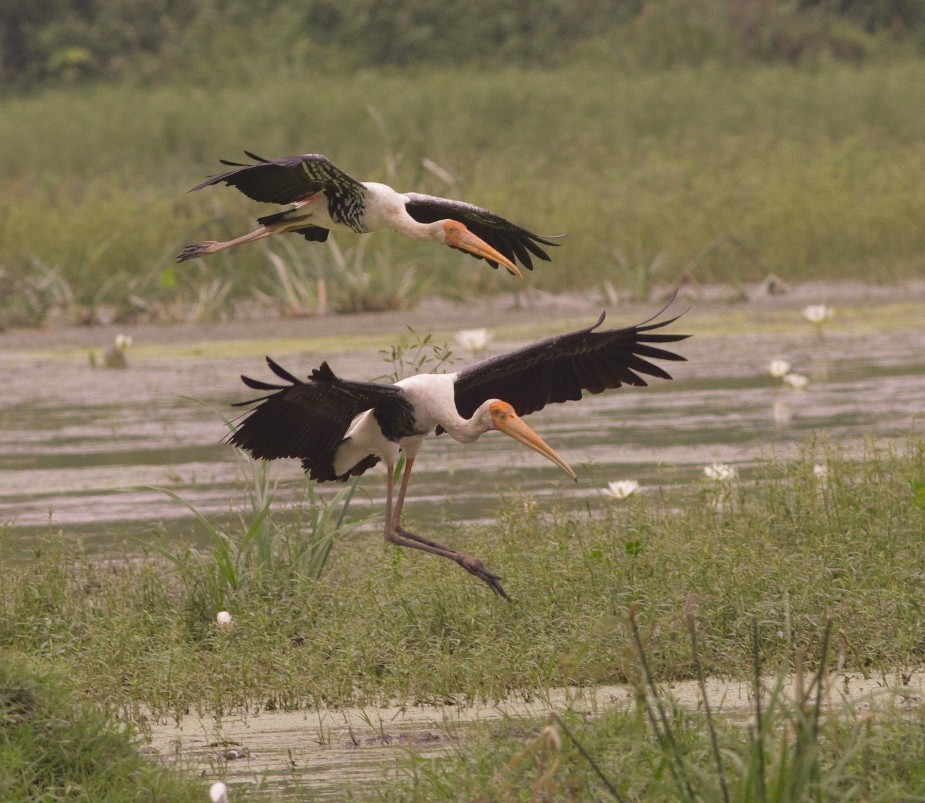 Painted Stork - ML177563951