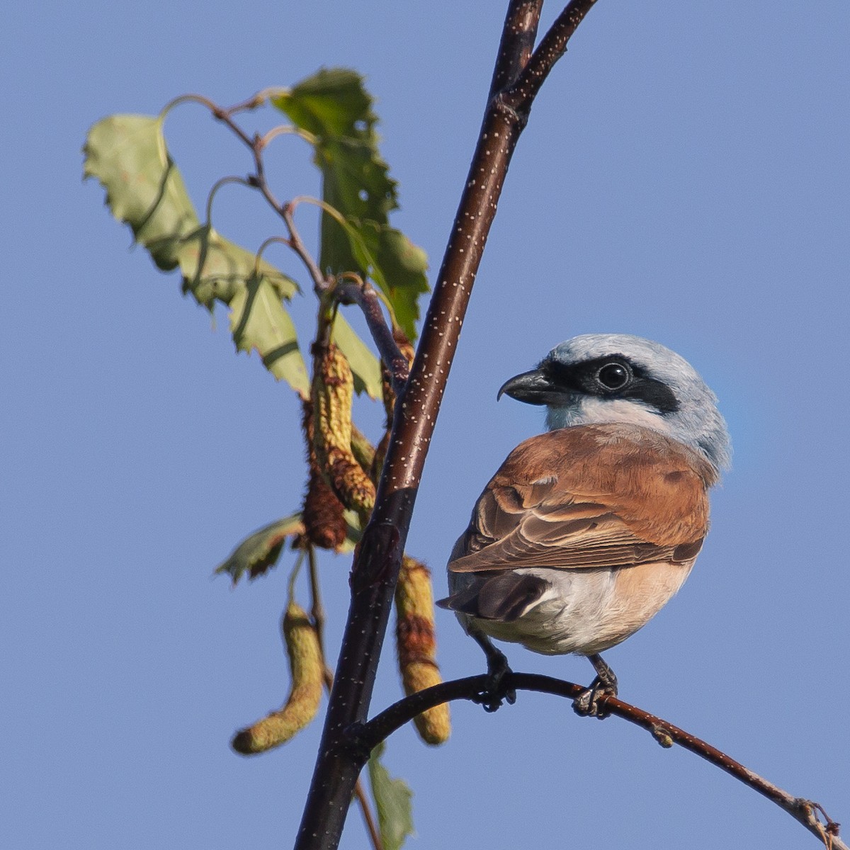 Red-backed Shrike - ML177563981