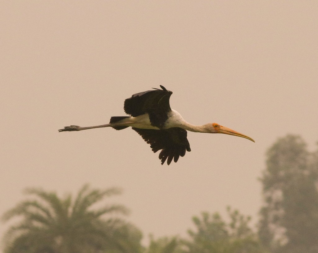 Painted Stork - ML177564021