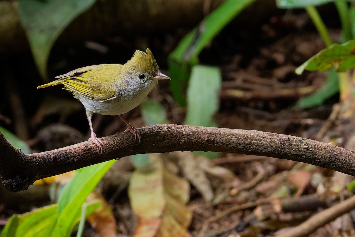 White-bellied Erpornis - ML177564591