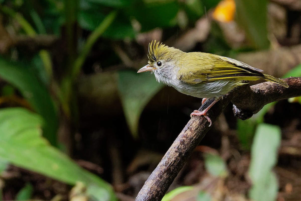 White-bellied Erpornis - ML177564611