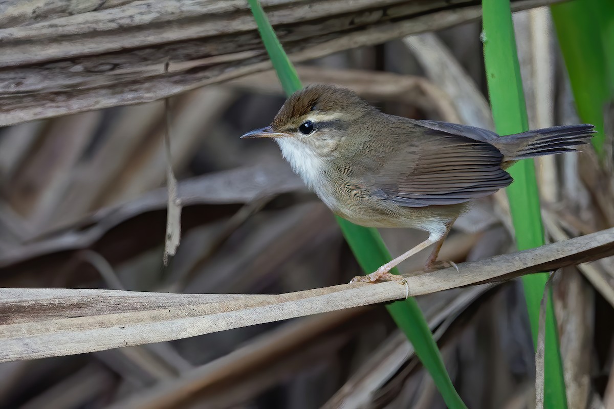 Pale-footed Bush Warbler - Vincent Wang