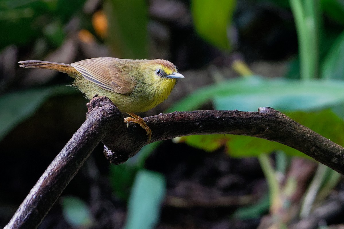 Pin-striped Tit-Babbler - ML177564841