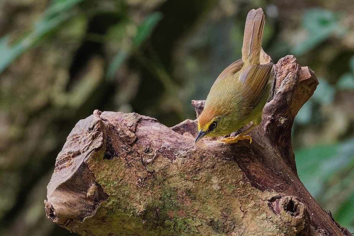 Pin-striped Tit-Babbler - ML177564861