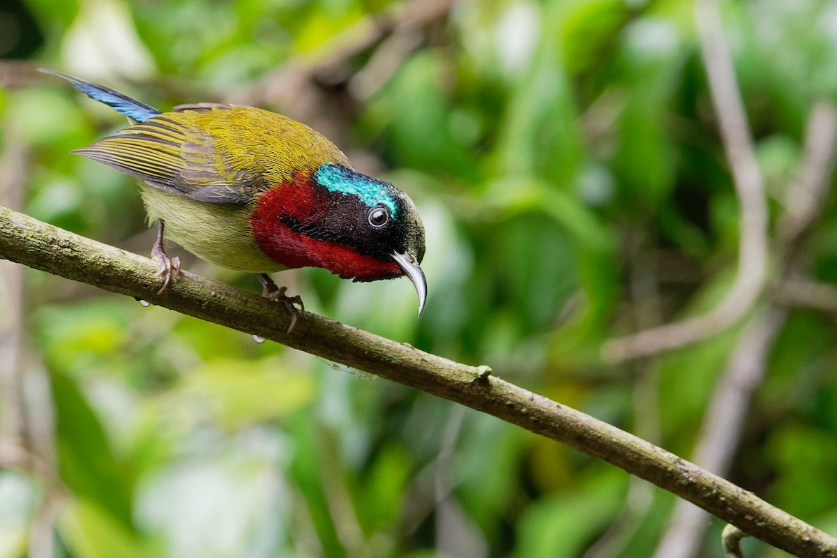 Fork-tailed Sunbird - Vincent Wang