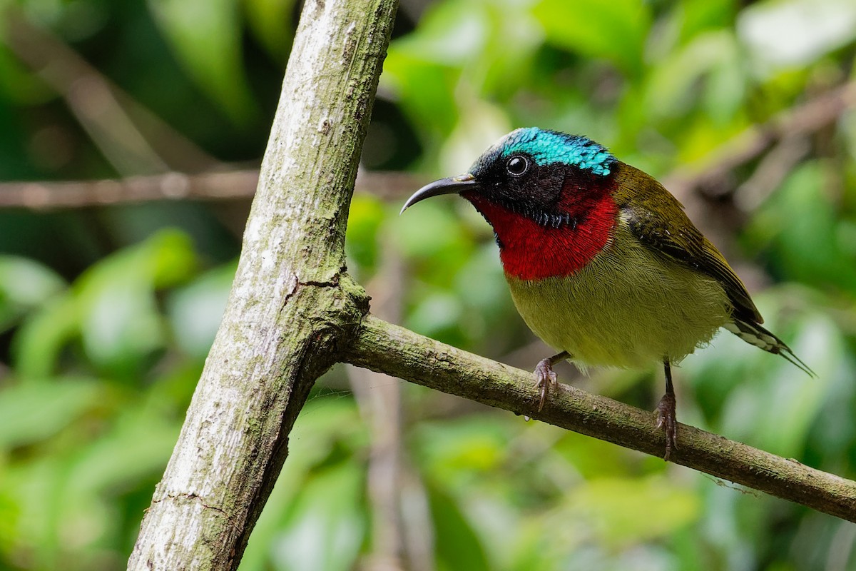 Fork-tailed Sunbird - ML177565011