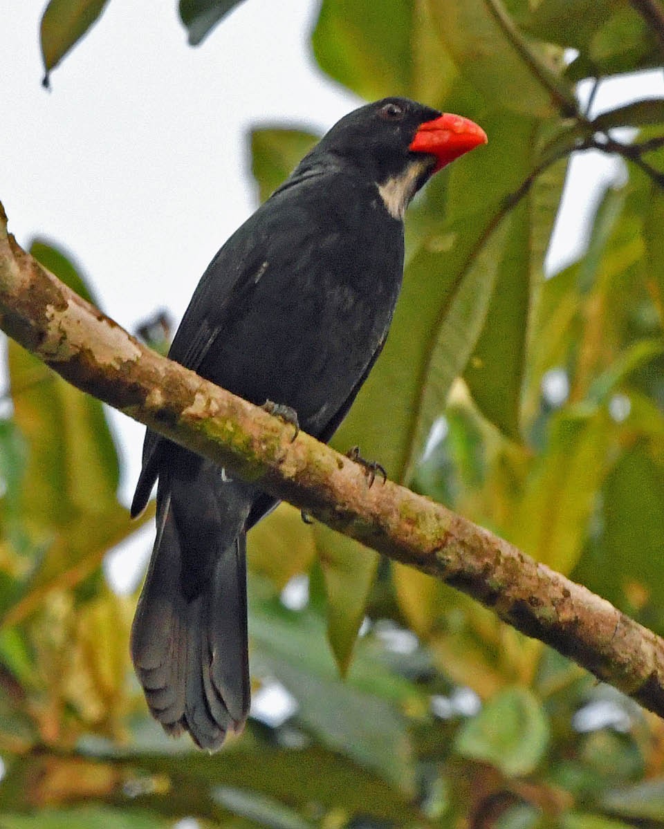 Slate-colored Grosbeak - ML177565101