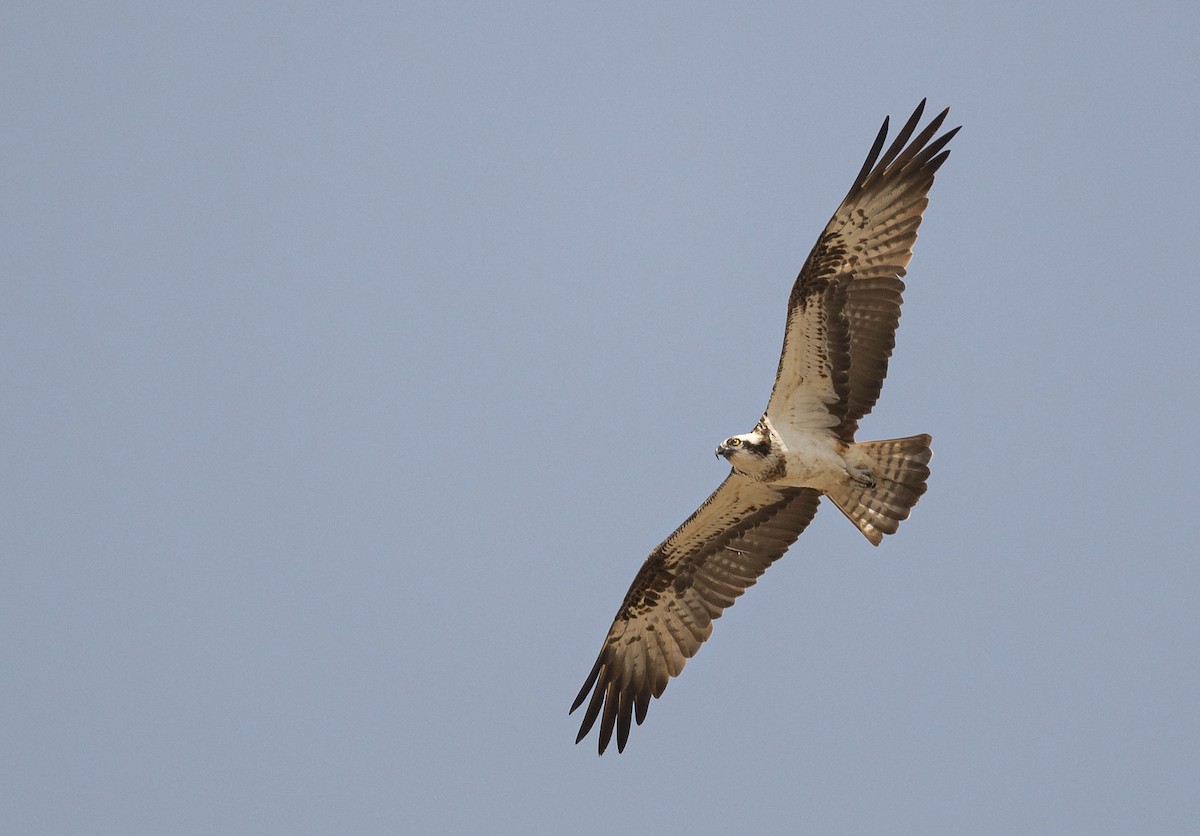 Águila Pescadora - ML177565741