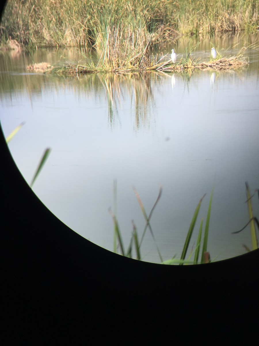 Western Cattle Egret - ML177565801