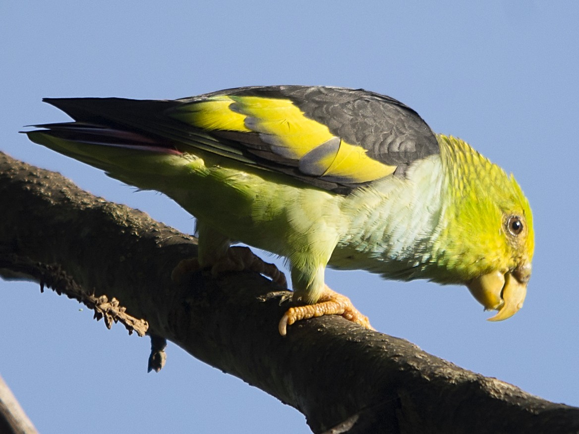 Lilac-tailed Parrotlet - Touit batavicus - Birds of the World