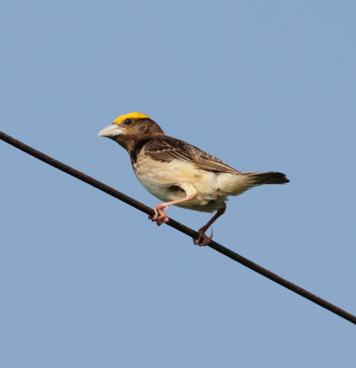 Black-breasted Weaver - ML177566341