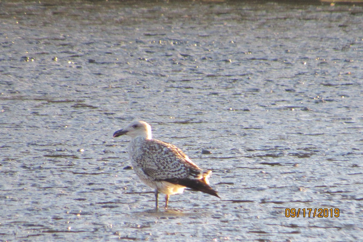 Great Black-backed Gull - Mickey Ryan