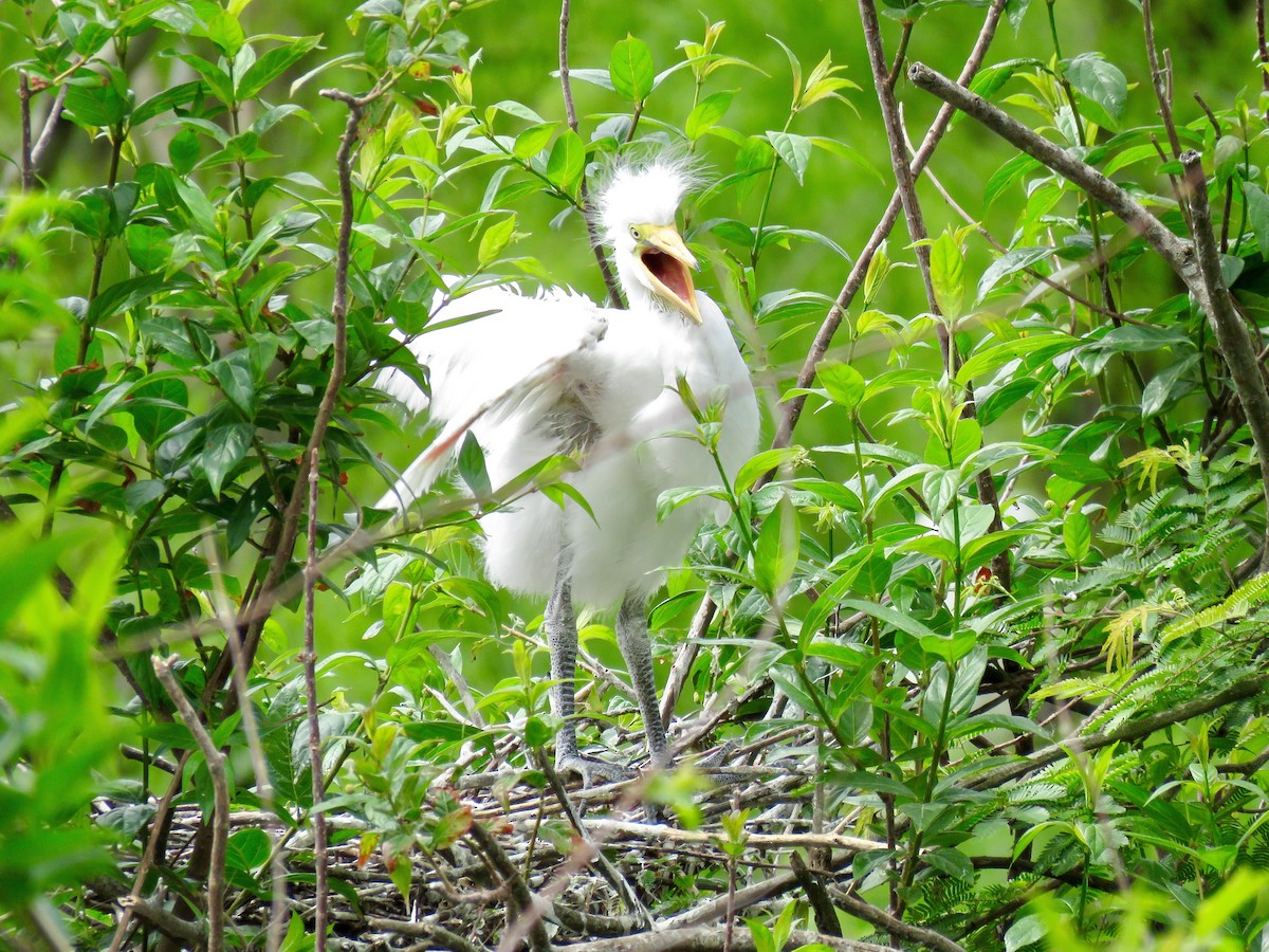 Great Egret - Ines Vasconcelos
