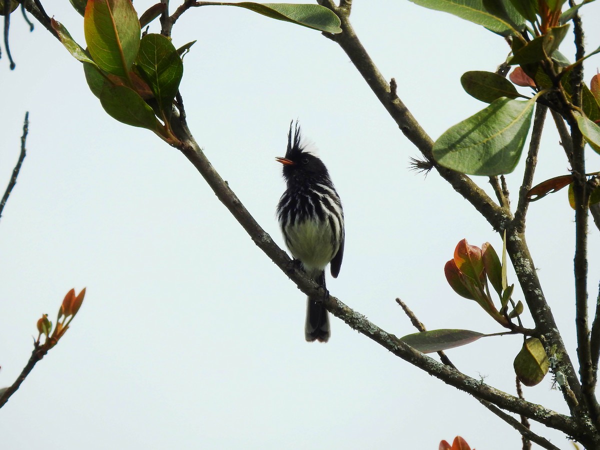 Black-crested Tit-Tyrant - Marcelo Quipo