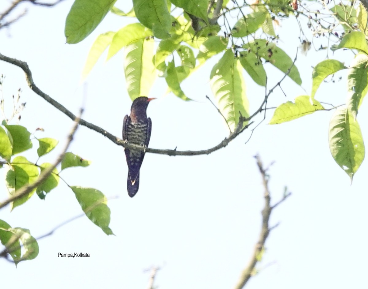 Violet Cuckoo - Pampa Mistri