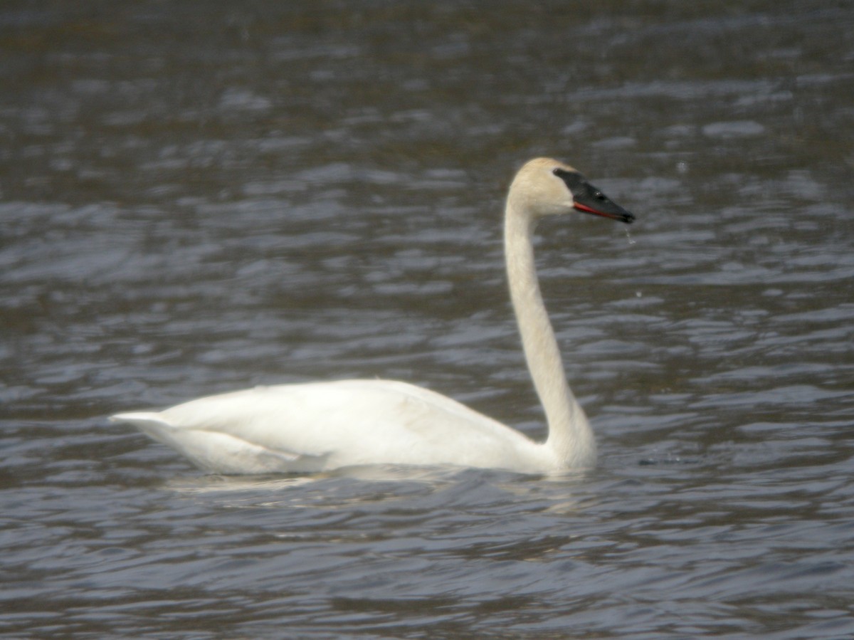 Trumpeter Swan - Louis Bevier