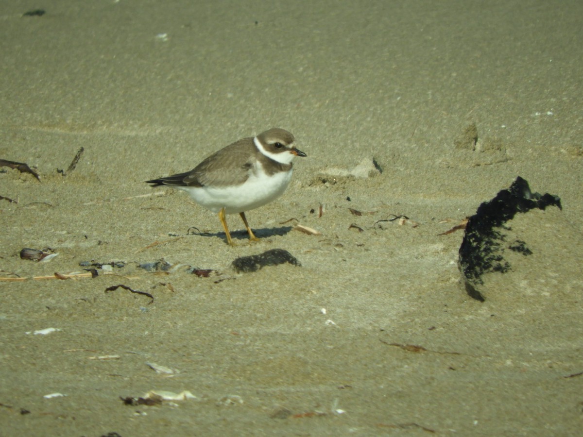 Semipalmated Plover - ML177570461