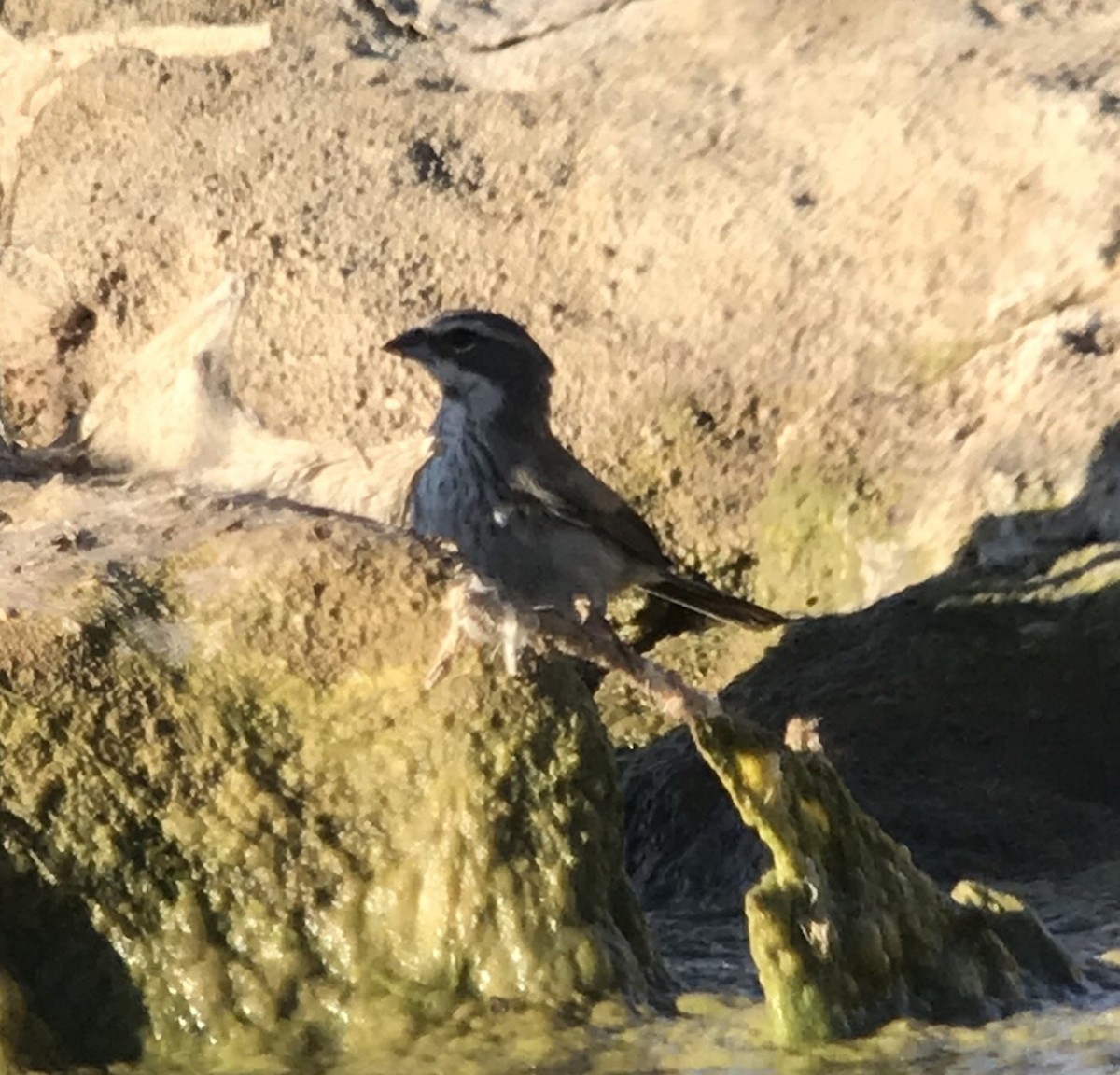 Black-throated Sparrow - Justyn Stahl