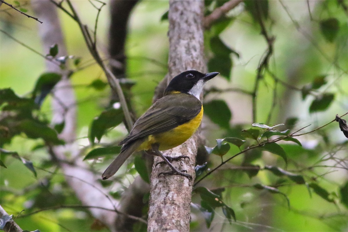 Fiji Whistler (White-throated) - ML177571811