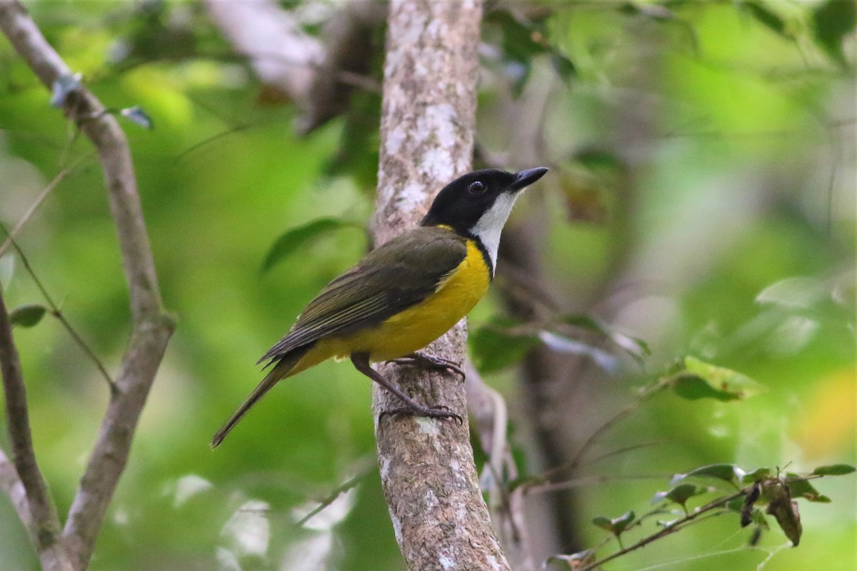 White-throated Fiji Whistler - Ko Cheng