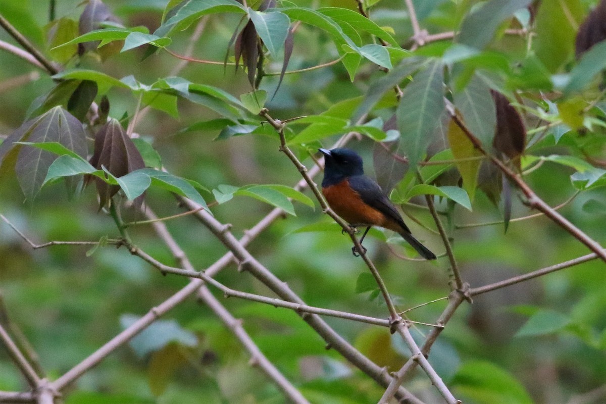 Vanikoro Flycatcher - ML177571861