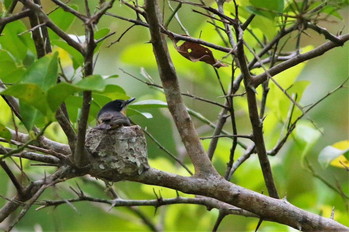 Vanikoro Flycatcher - ML177571871