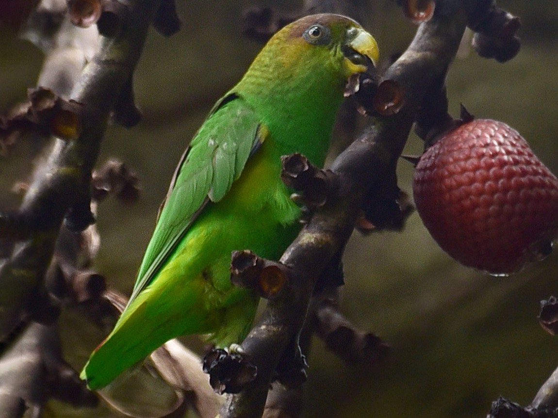 Sapphire-rumped Parrotlet - Touit purpuratus - Birds of the World