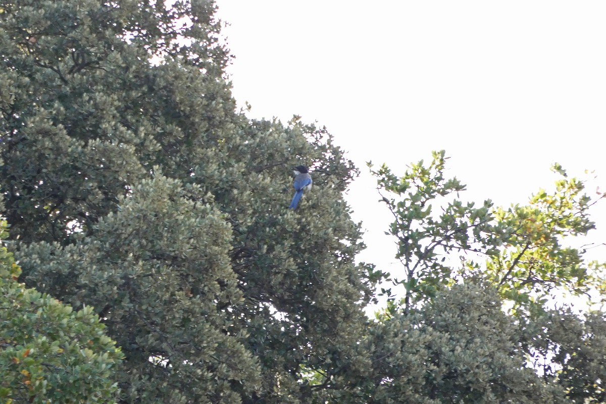 Iberian Magpie - Francisco Javier Calvo lesmes