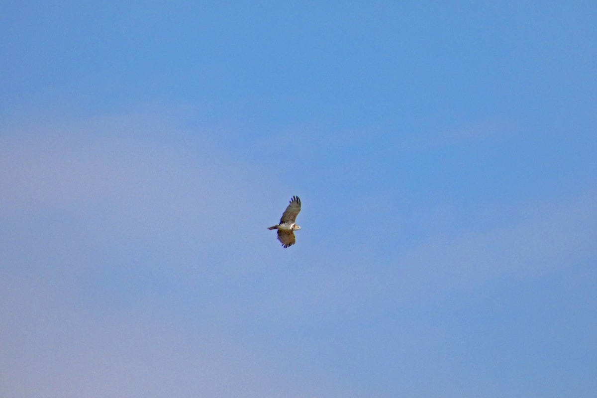 Short-toed Snake-Eagle - ML177573681