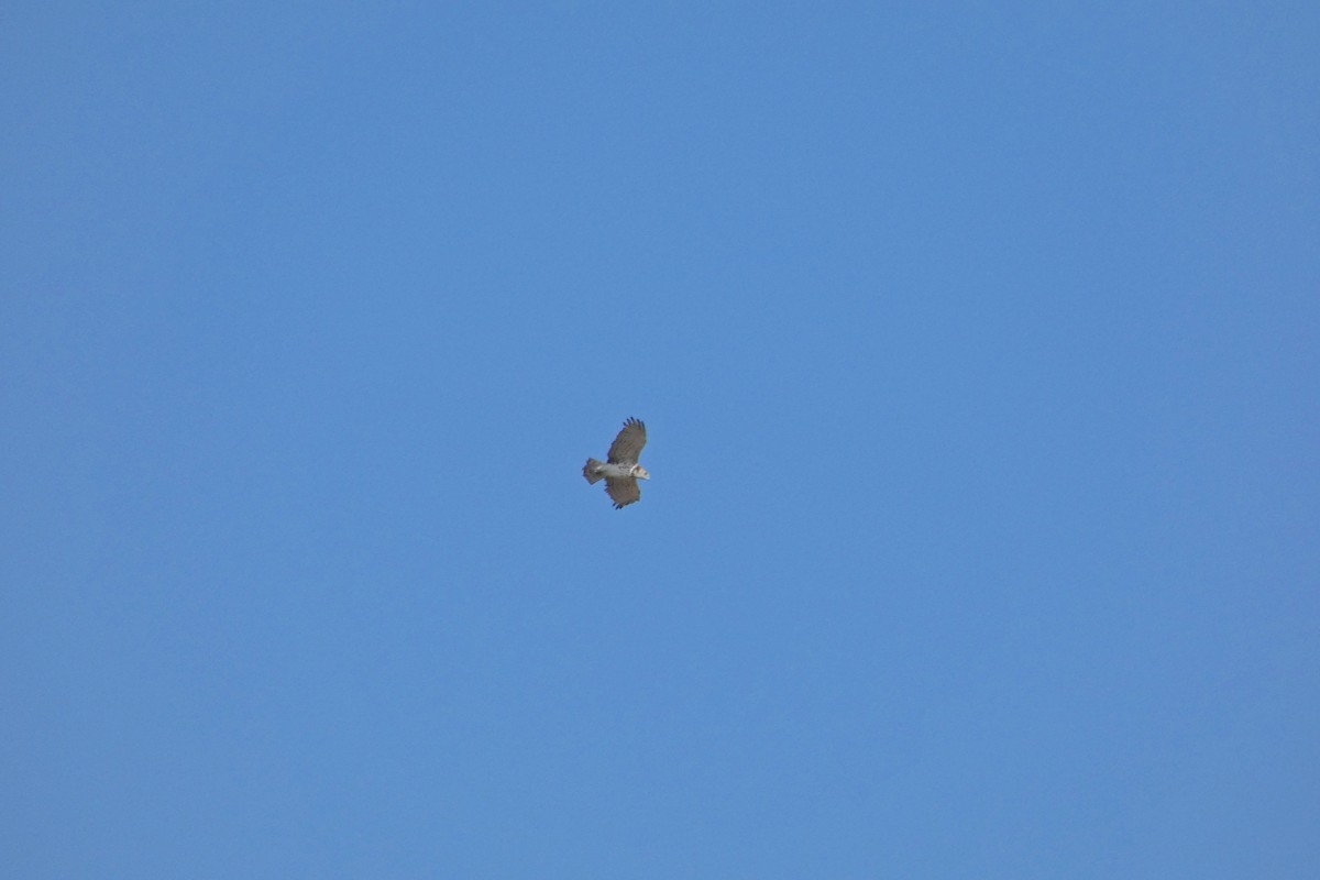 Short-toed Snake-Eagle - ML177573831