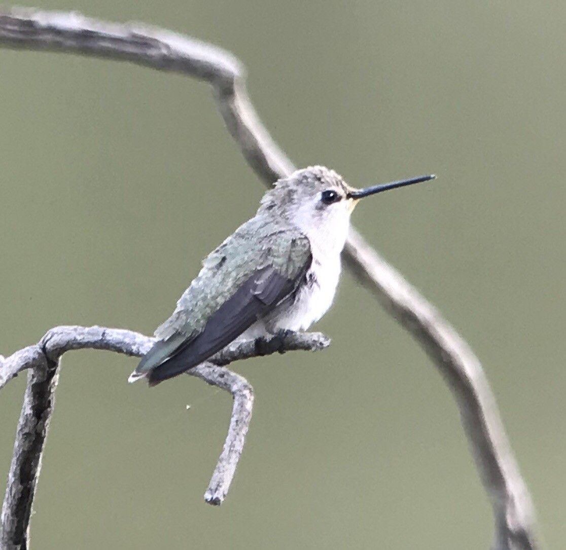 Costa's Hummingbird - Justyn Stahl