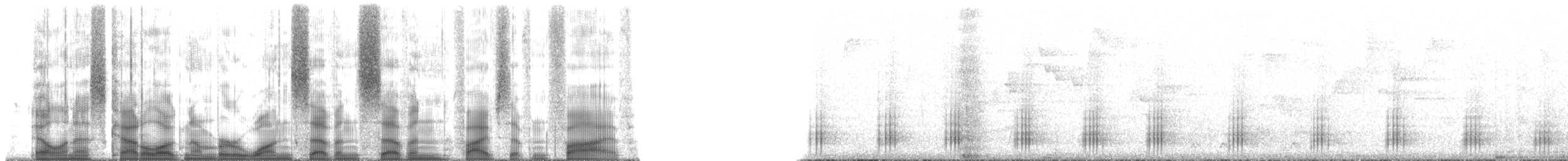 Oréophase cornu - ML177575