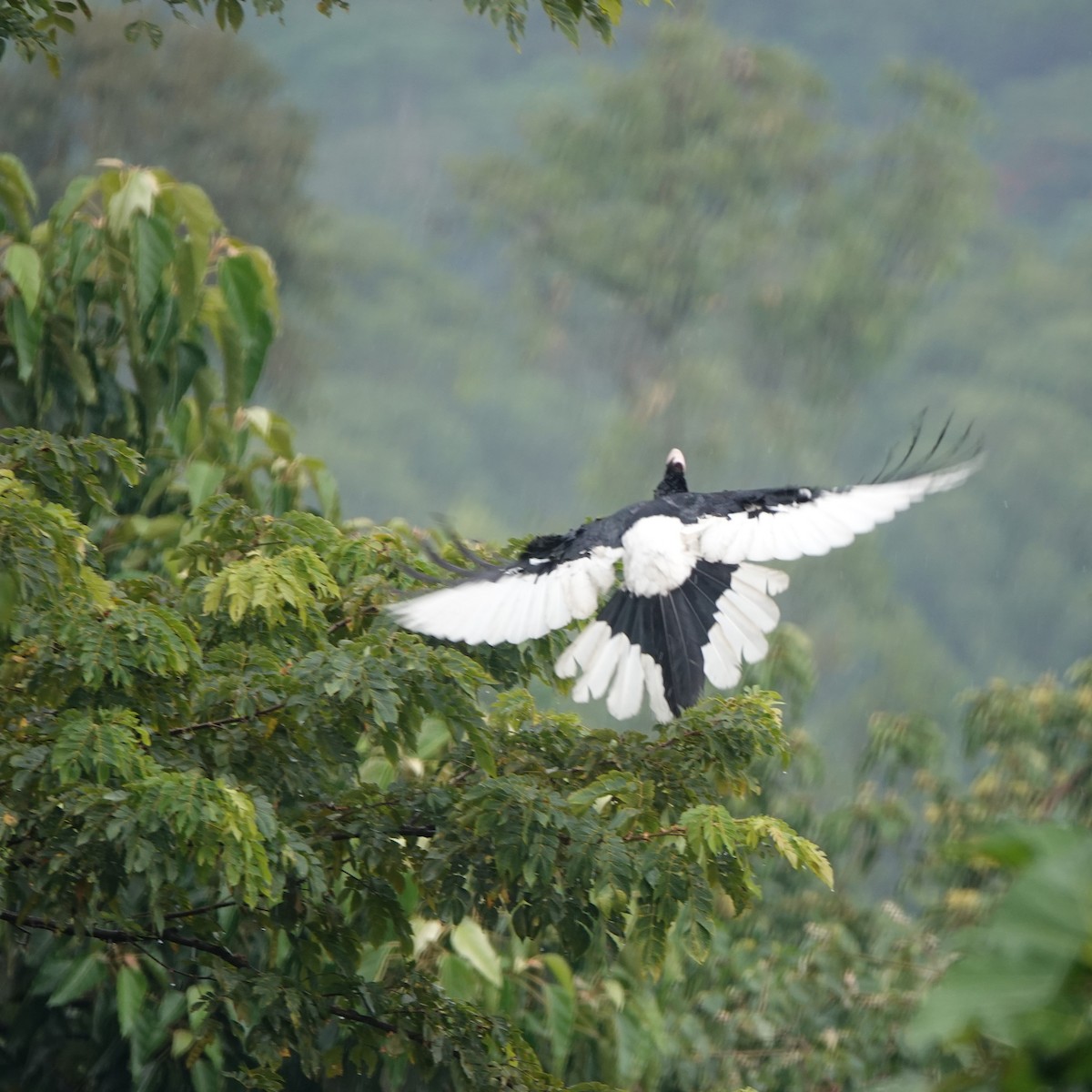 Black-and-white-casqued Hornbill - Robin Welsh