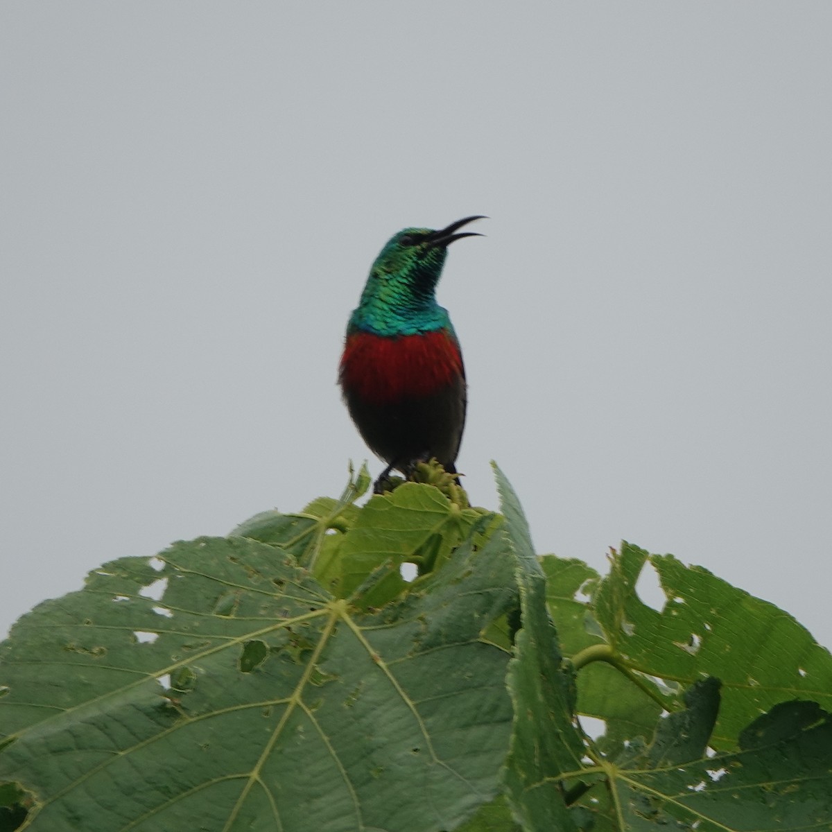 Red-chested Sunbird - ML177577161