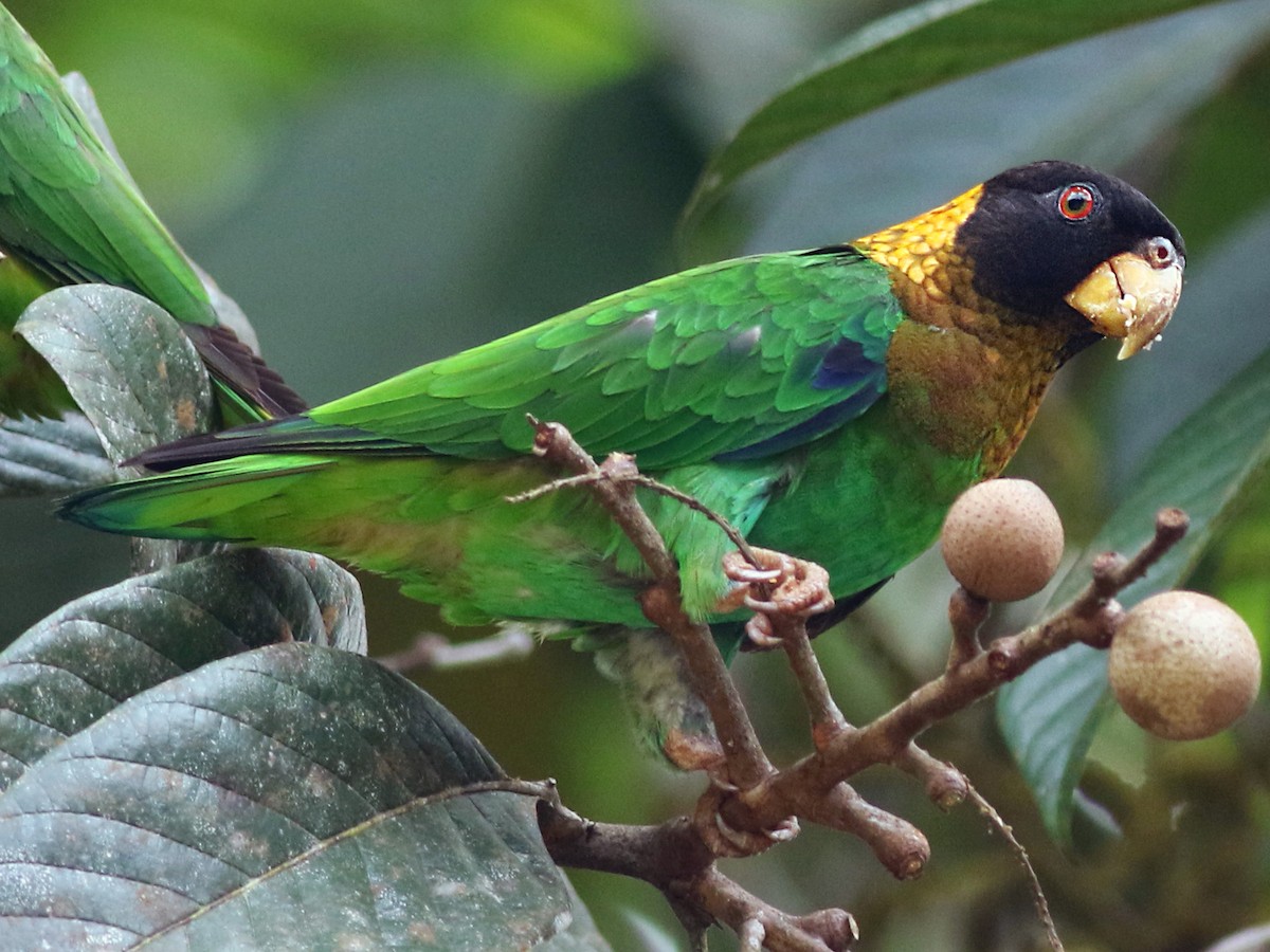 クロズキンインコ - eBird