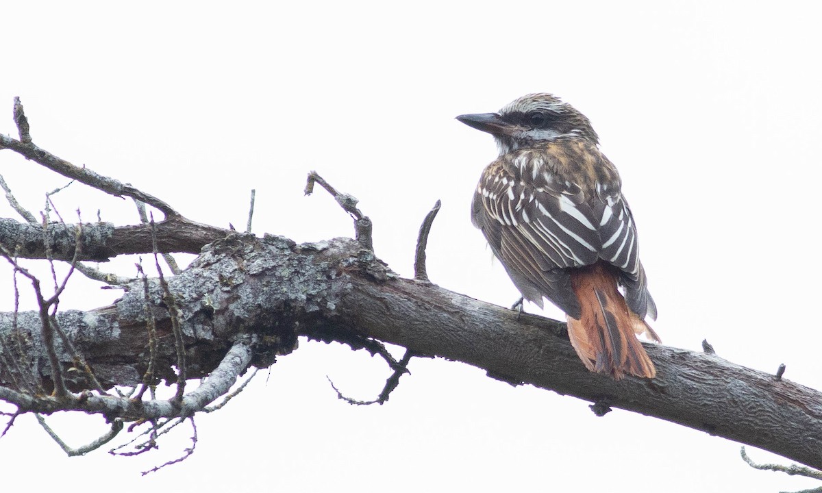 Sulphur-bellied Flycatcher - ML177577881