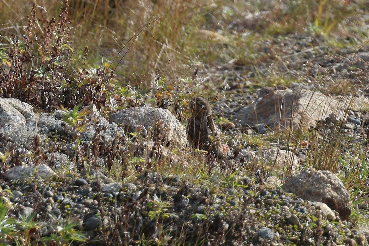 Eurasian Wryneck - ML177579071