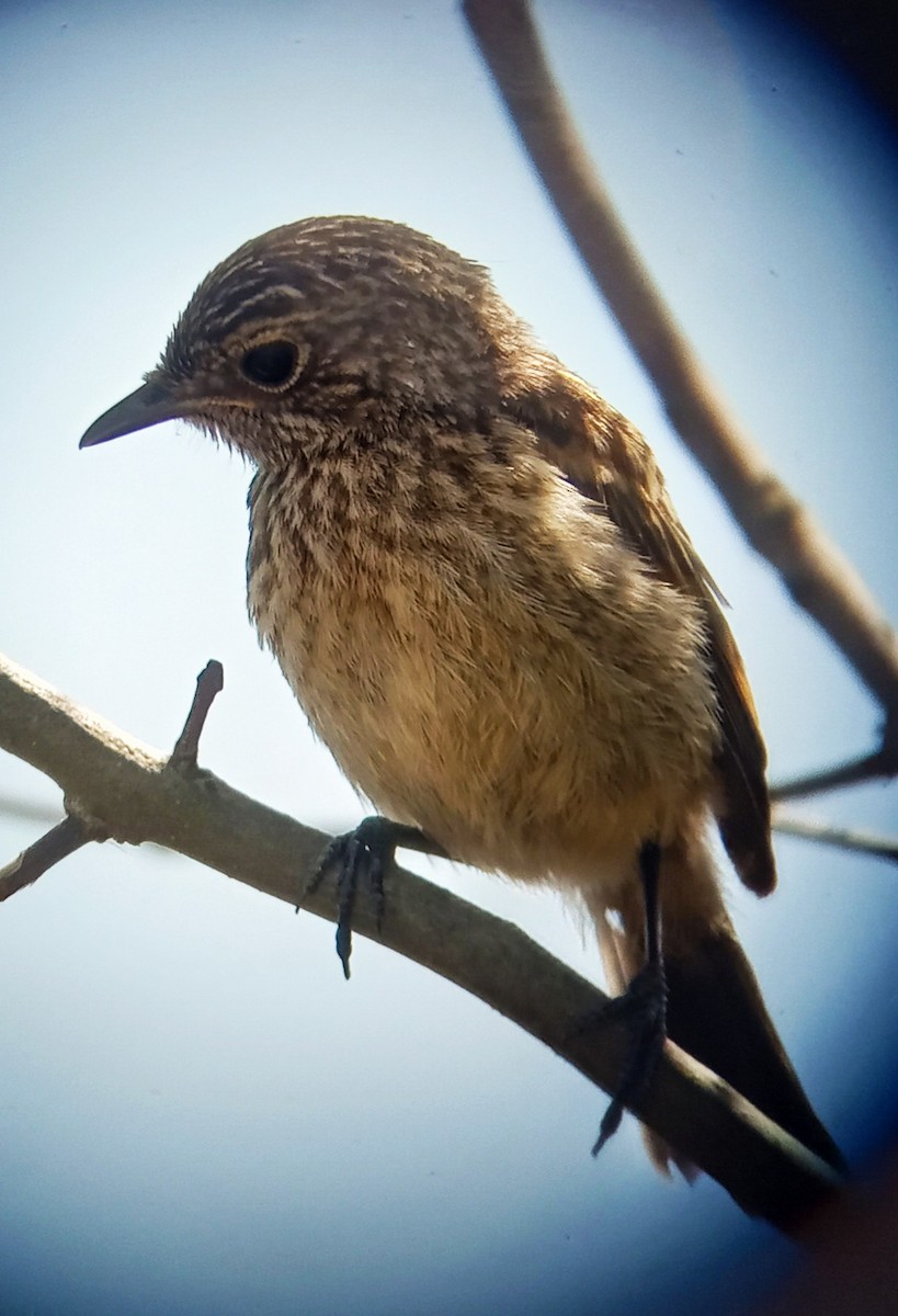 European Stonechat - Mikel García