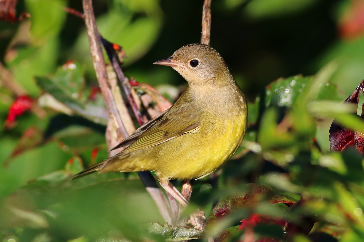 Connecticut Warbler - ML177581471