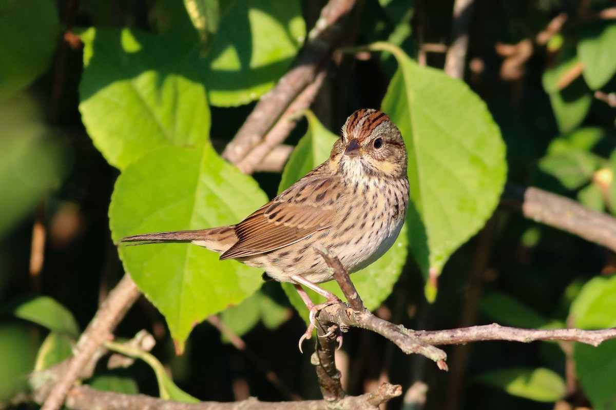 Lincoln's Sparrow - Nick Tepper