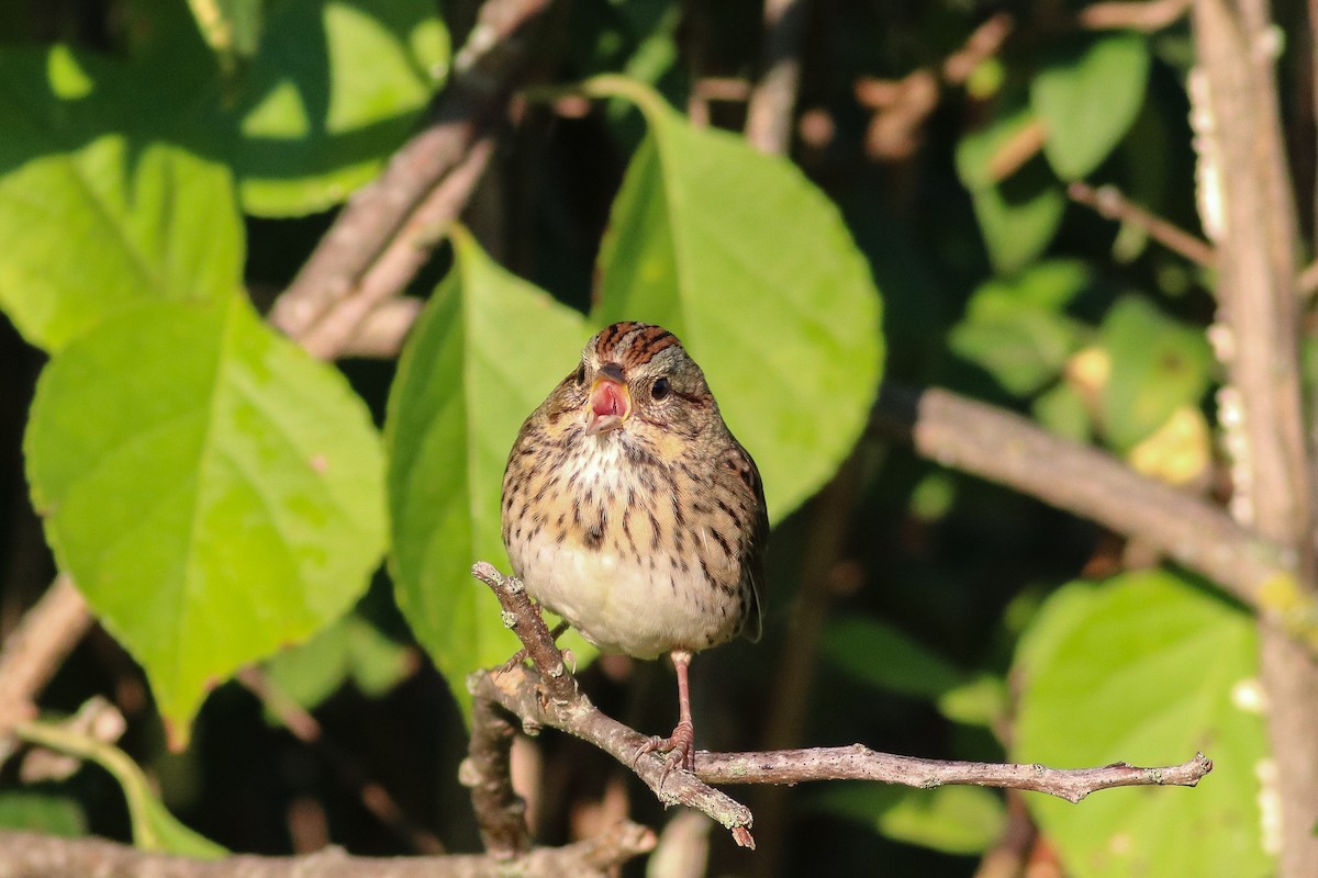 Lincoln's Sparrow - Nick Tepper