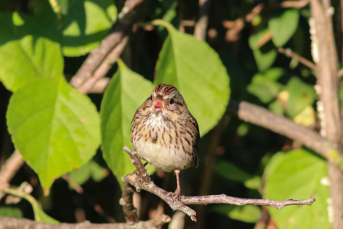 Lincoln's Sparrow - ML177581591