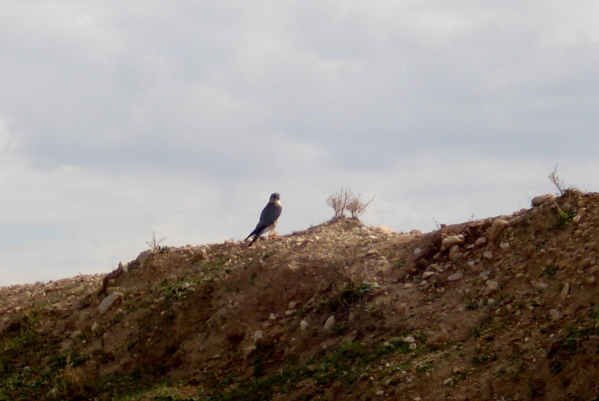 raroh jižní - ML177581601