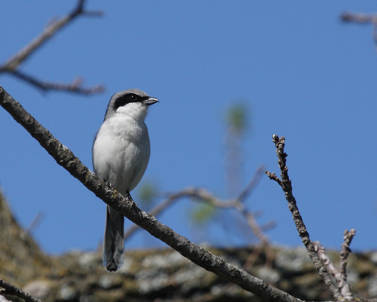 Loggerhead Shrike - Diane Lepkowski