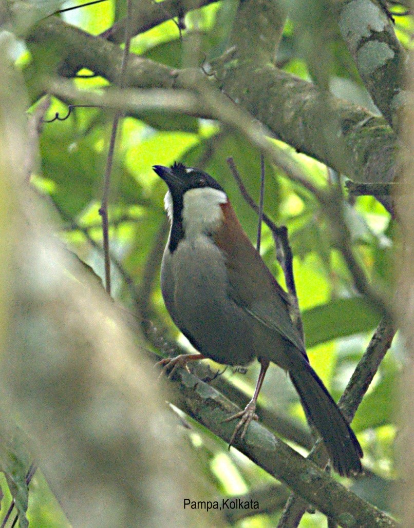 Chestnut-backed Laughingthrush - Pampa Mistri